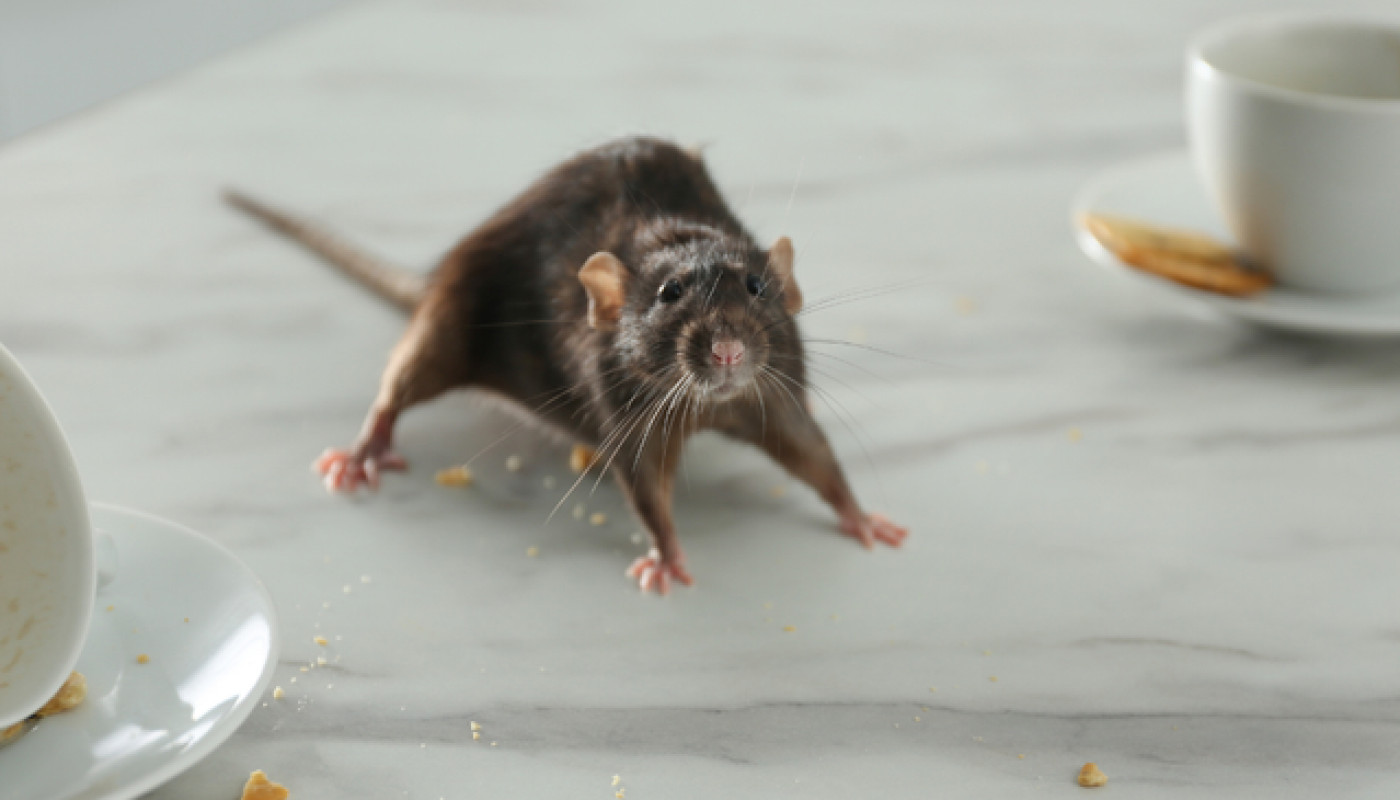 Quelle est la meilleure entreprise de dératisation dans la Sarthe ?